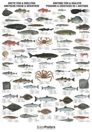 Arktiske fisk og skalldyr - Plakat med 63 fisker og skalldyr