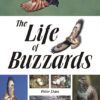 The Life of Buzzards