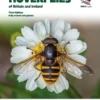 Hoverflies of Britain and Ireland