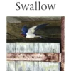 The Barn Swallow