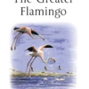 The Greater Flamingo