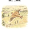 The Skylark