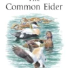 The Common Eider