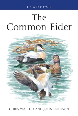 The Common Eider