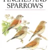 Finches and Sparrows