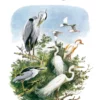 The Herons of Europe