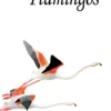 Flamingos