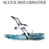 The Manx Shearwater