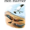 The Hen Harrier - Poyser Monographs