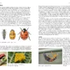 Field Guide to the Ladybirds of Great Britain and Ireland