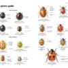 Field Guide to the Ladybirds of Great Britain and Ireland