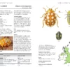 Field Guide to the Ladybirds of Great Britain and Ireland