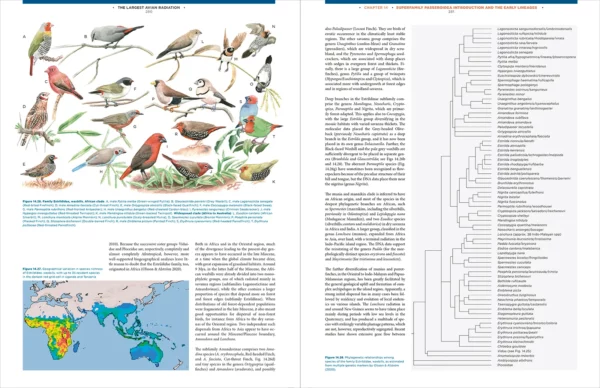 The Largest Avian Radiation