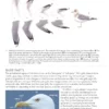 The Gull Guide