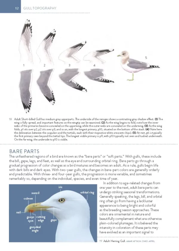 The Gull Guide