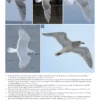 The Gull Guide