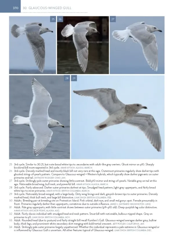 The Gull Guide