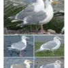 The Gull Guide