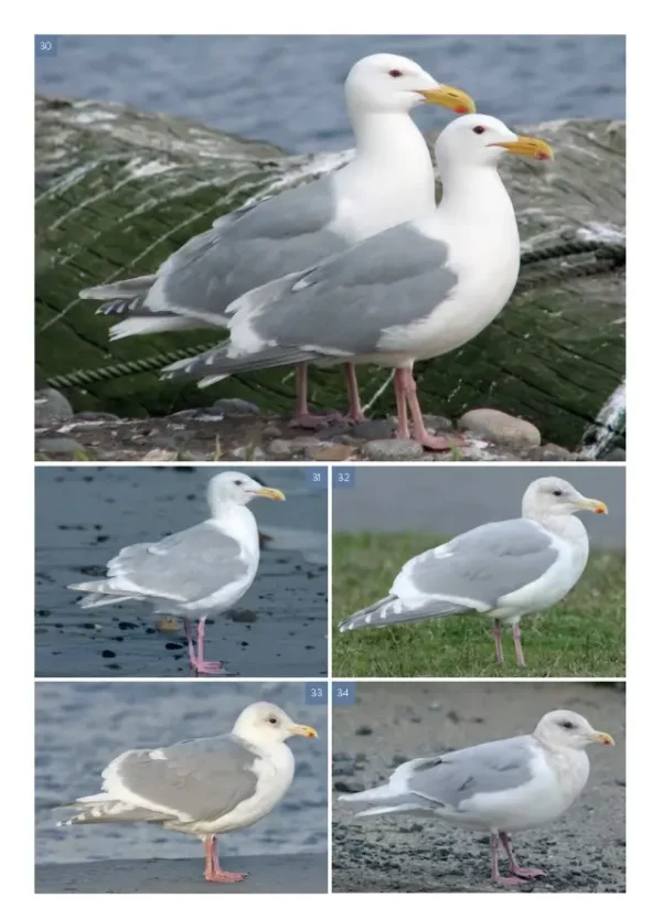 The Gull Guide