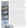 The Gull Guide