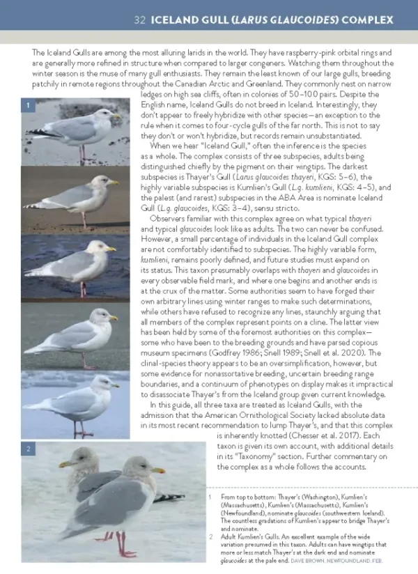 The Gull Guide