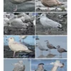 The Gull Guide