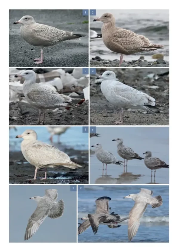 The Gull Guide