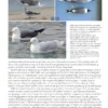 The Gull Guide