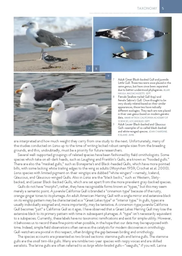 The Gull Guide