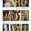 The Genus Cortinarius in Britain