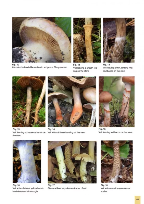 The Genus Cortinarius in Britain