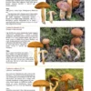 The Genus Cortinarius in Britain