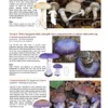 The Genus Cortinarius in Britain