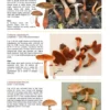 The Genus Cortinarius in Britain