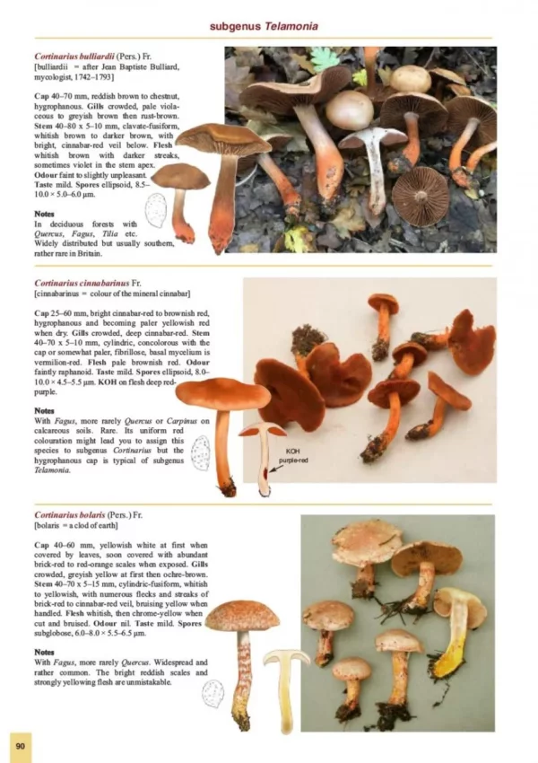 The Genus Cortinarius in Britain