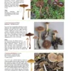 The Genus Cortinarius in Britain