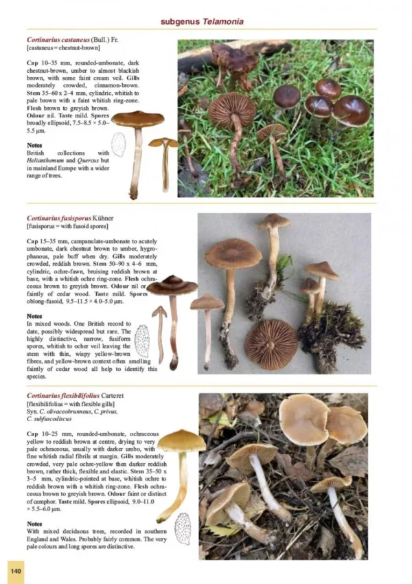 The Genus Cortinarius in Britain