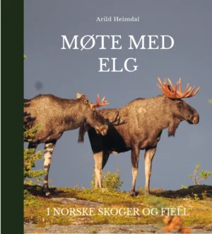 Møte med elg