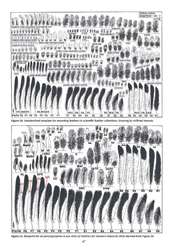 Atlas of Feathers for Western Palearctic Birds, Volume 1: Introduction