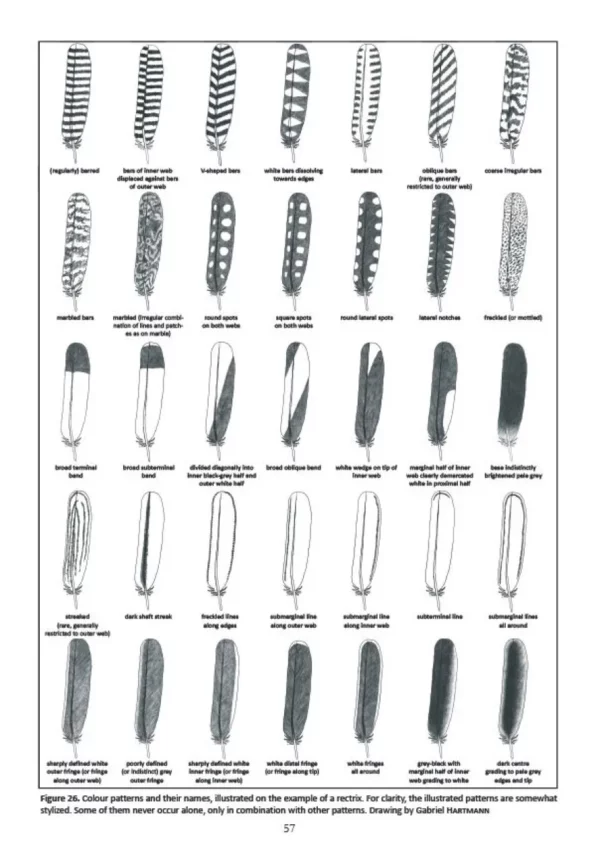 Atlas of Feathers for Western Palearctic Birds, Volume 1: Introduction