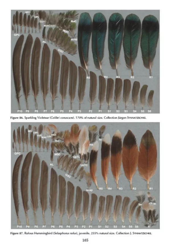 Atlas of Feathers for Western Palearctic Birds, Volume 1: Introduction