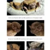 Identifying Bats of Britain and Ireland