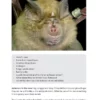 Identifying Bats of Britain and Ireland