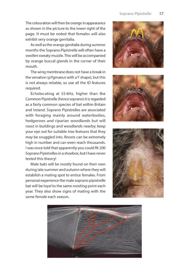 Identifying Bats of Britain and Ireland