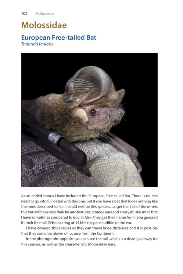 Identifying Bats of Britain and Ireland