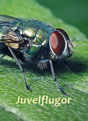 Juvelflugor